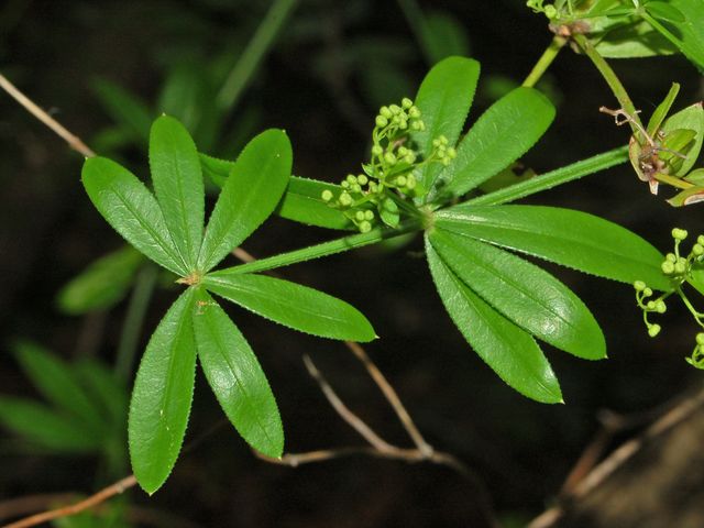 Rubia peregrina / Robbia selvatica